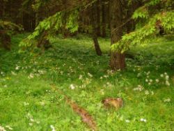 2013-06-22_Hirschhoerndl_Jochberg (277).JPG